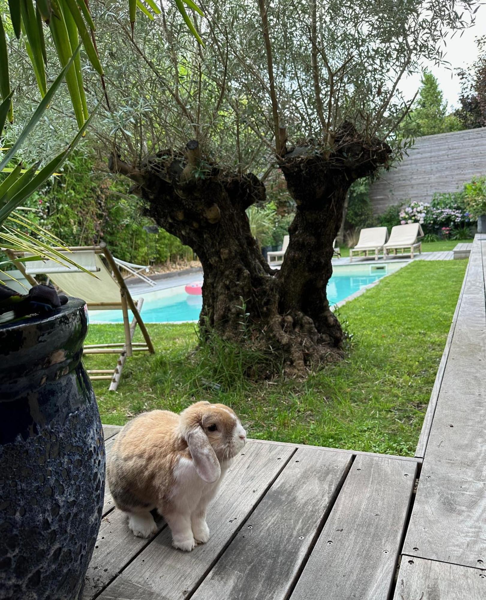 Les Penates Bordelaises - Maison D'Hotes - Guesthouse Bordeaux Ngoại thất bức ảnh